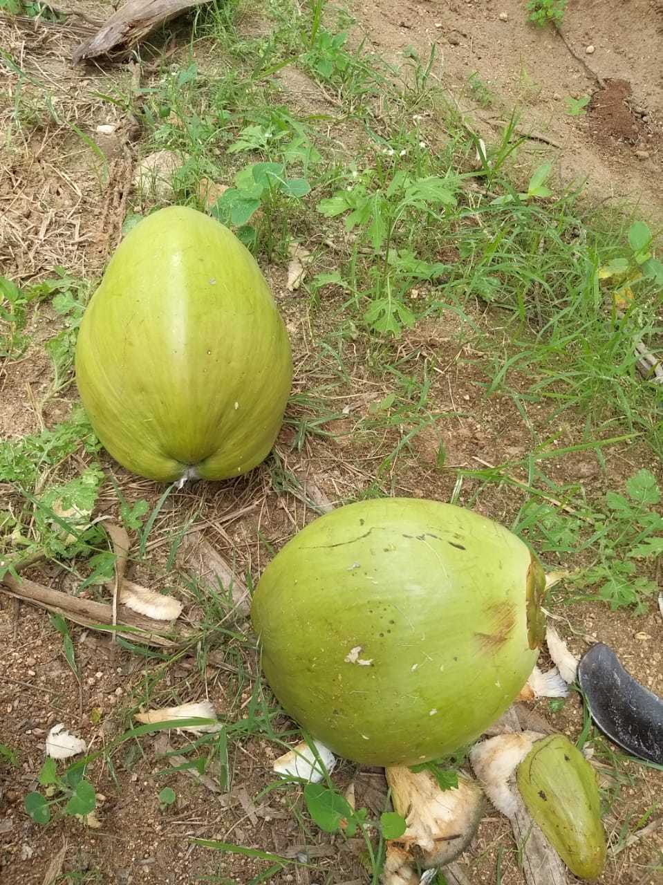 Green Coconut - Fresh Taste & Natural Sweetness | Common Cultivation Type, Ideal For Cooking And Baking