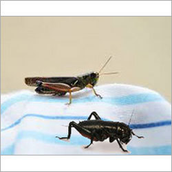 Cricket Control