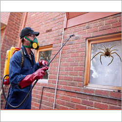 Spider Control