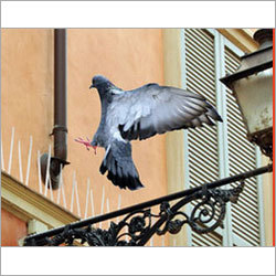 Bird Control