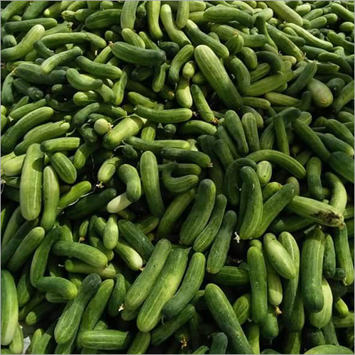 Natural Fresh Cucumber