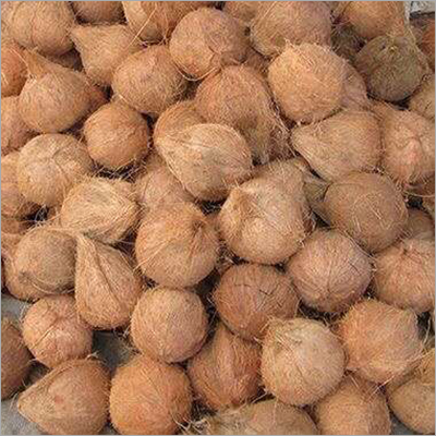 Semi Husked Coconut - Whole, Round, Dried | Natural Color, Semi-Husked Variety, Common Cultivation Type, Nutrient-Rich Fruit