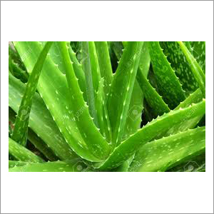 Aloevera Leaf - Superior Quality Natural Herb | Rich in Nutritional Value, Ideal for Skin and Health Remedies, Suitable for All Ages, Long Shelf Life, Purity Assured