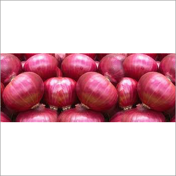 Red Onion - Organic, Round, Red Color | Grade A, Preserved Style, Digestive Friendly, Antibiotic Properties