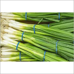 Natural Fresh Spring Onion
