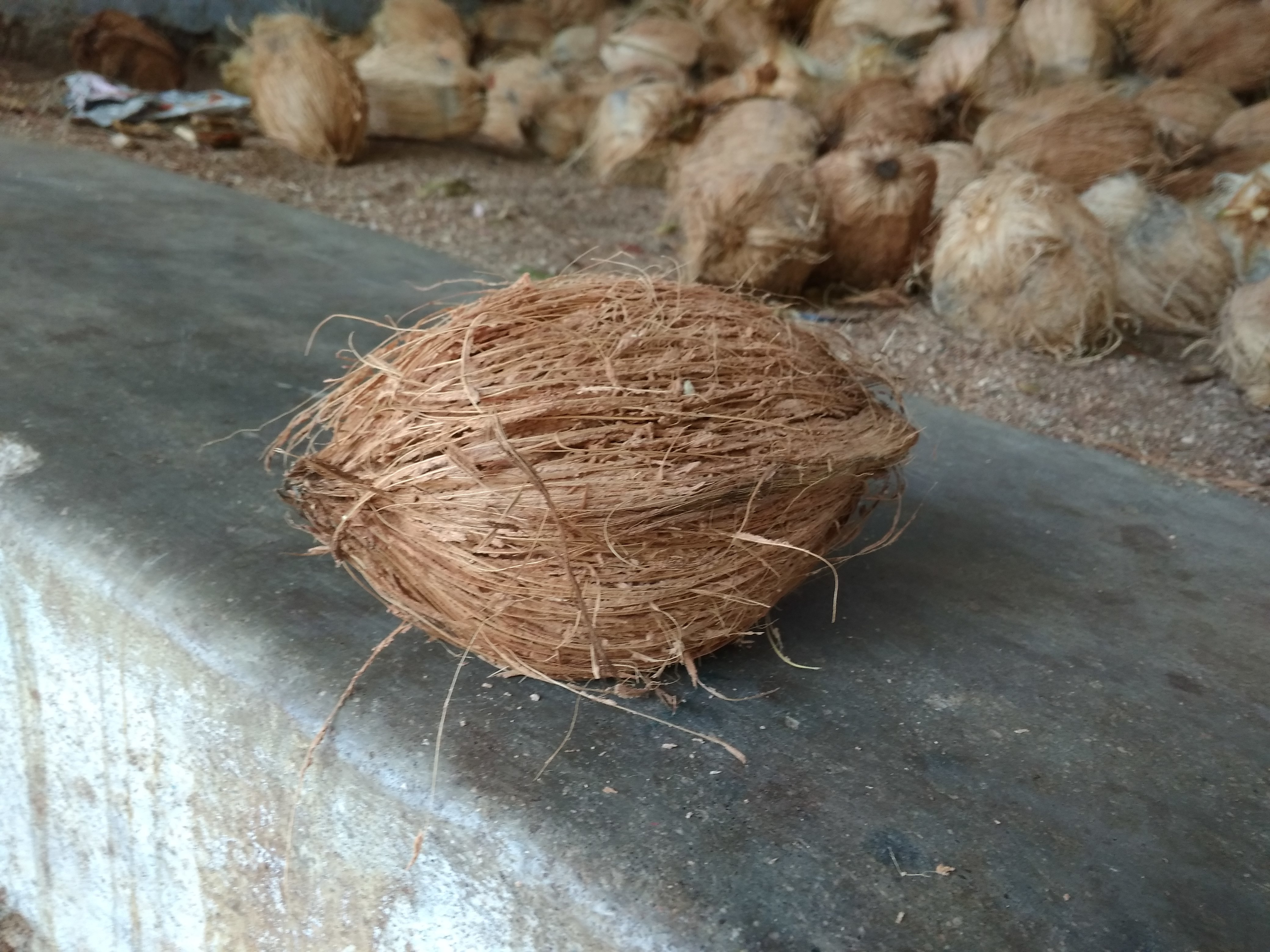 Coconut - Whole, Fresh Dry Coconut, Organic Brown Variety | Rich Aroma, Round Shape, Weight 0.300 To 0.500 Kg