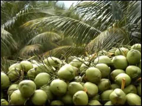 Coconut - Whole, Fresh Dry Coconut, Organic Brown Variety | Rich Aroma, Round Shape, Weight 0.300 To 0.500 Kg
