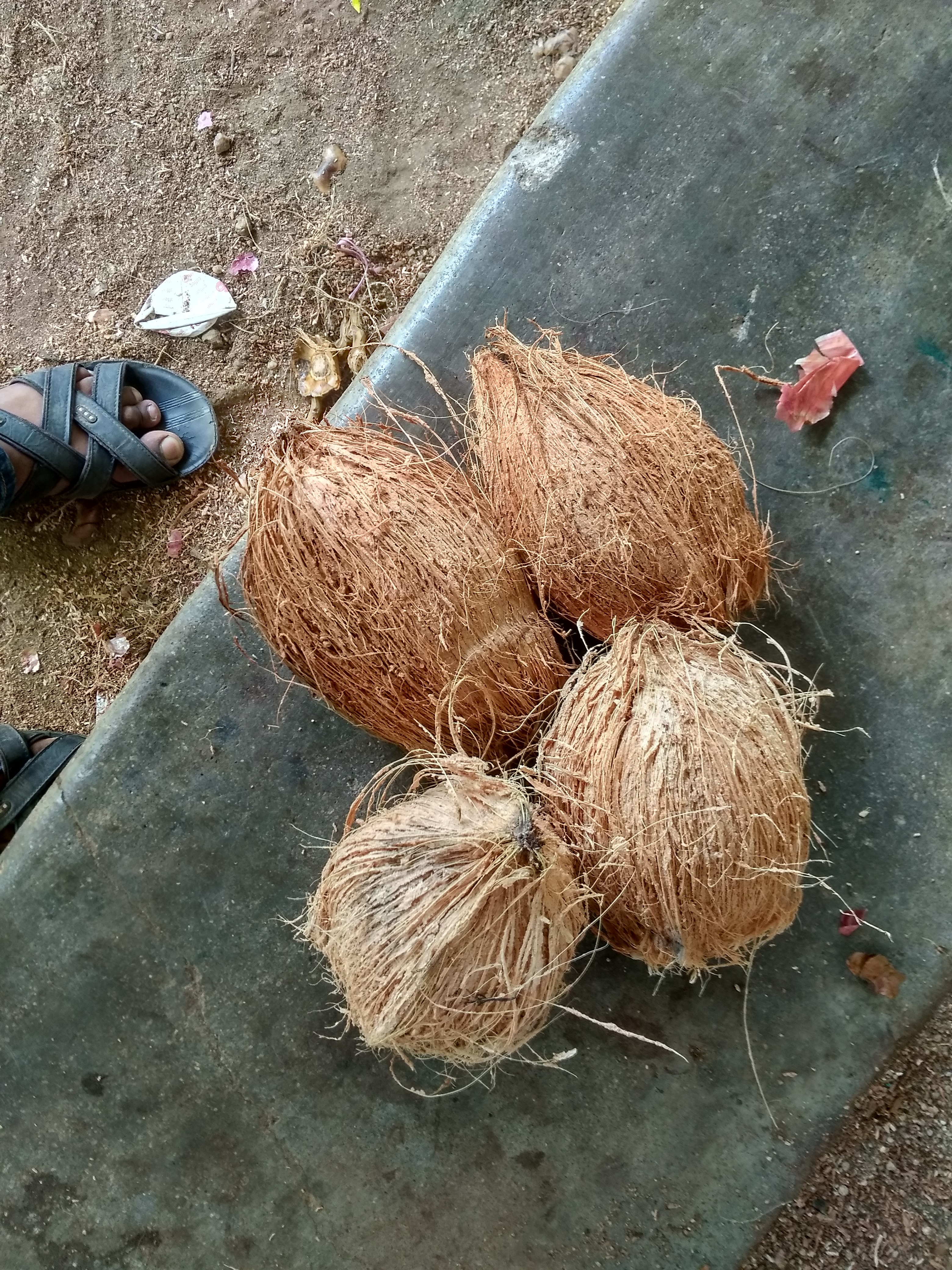 Coconut - Whole, Fresh Dry Coconut, Organic Brown Variety | Rich Aroma, Round Shape, Weight 0.300 To 0.500 Kg