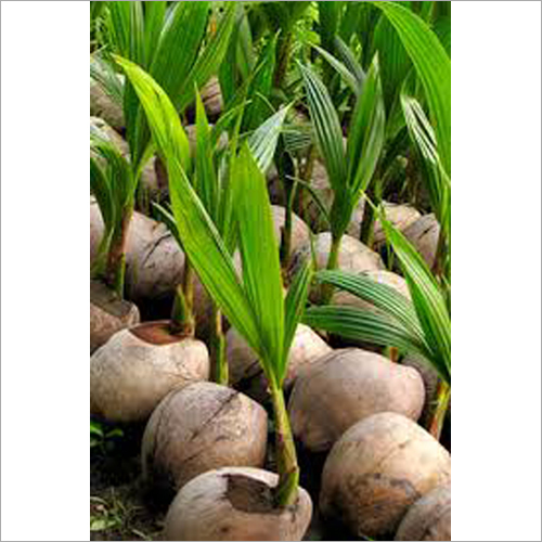 Hybrid Coconut Plant - Young Coconut, 30-60 Feet Tall | Green and Brown, Whole Plant, Common Cultivation Type, Fresh Style, Hybrid Germination Techniques