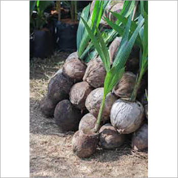 Green Indoor Coconut Plant