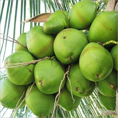 Green Water Coconut - Whole Matured Coconut, Organic Cultivation, Natural Shape, Fresh Green Color, Available in Large, Medium & Small Sizes