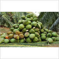 ताजा हरा नारियल