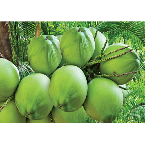 प्राकृतिक हरा नारियल