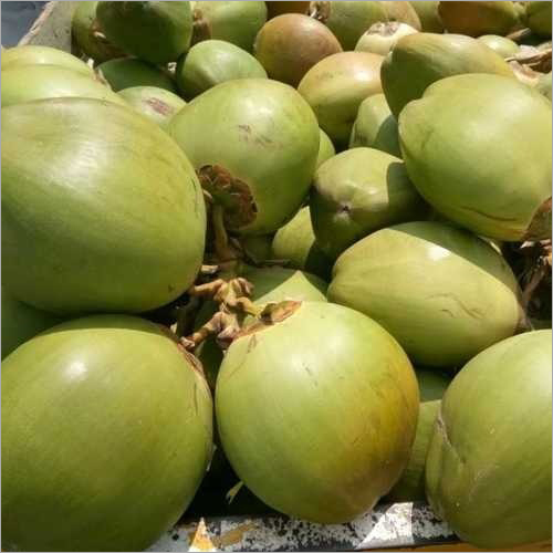 Tender Coconut - Whole, Organic, Fresh, Green, Large/Medium/Small, Natural Variety | Carefully Grown for Optimal Quality, Packaged for Safe Delivery