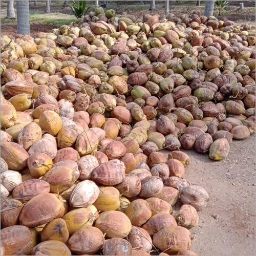 ताजा भूसी नारियल