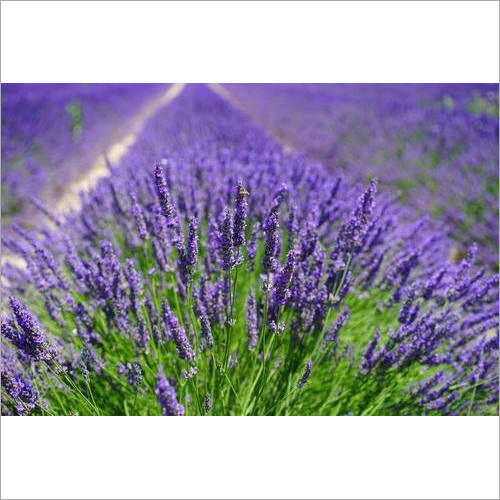 Lavender Diffuser Oil Age Group: All Age Group