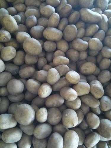 JYOTI - Hybrid Potato Seed Variety | All Types of Potato Seeds Available, Fast Delivery Across Regions