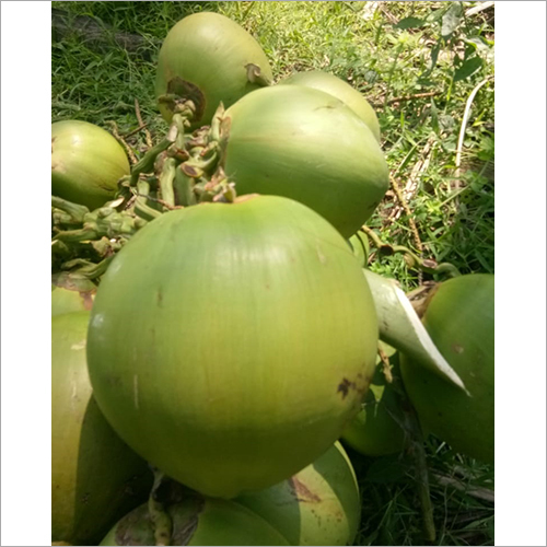 ताजा नारियल