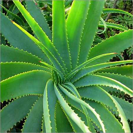 Aloe-Vera