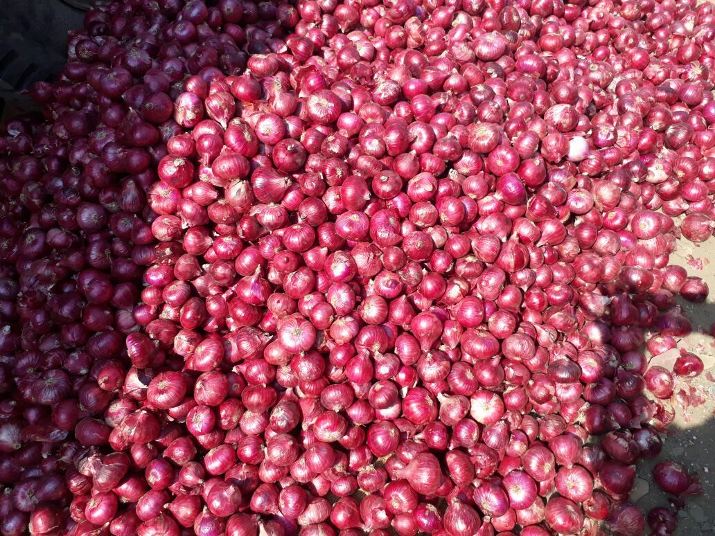 Red Onion