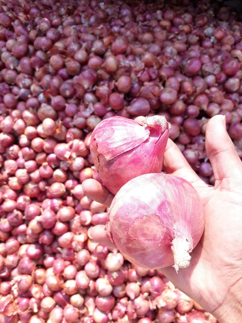 Red Onion