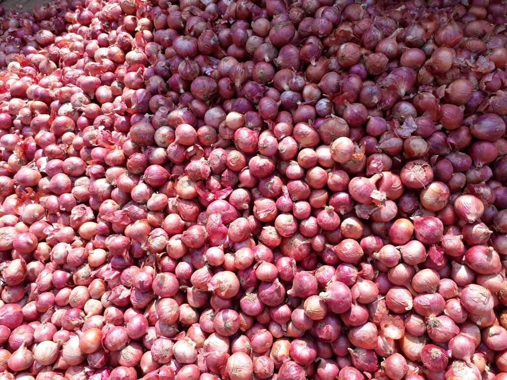 Red Onion
