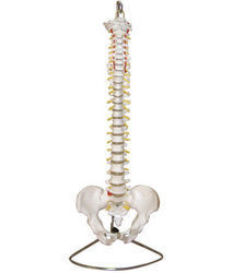 Vertebral Column With Pelvis Model - PVC Plastic, 72 cm Tall, Ivory Color, Deluxe Chrome Stand, Ideal Teaching Aid for Medical Professionals