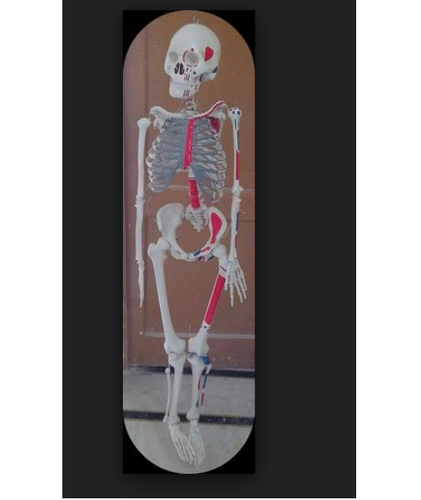 Human Skeleton System (180Cm) - Advantage: Washable And Non Breakable