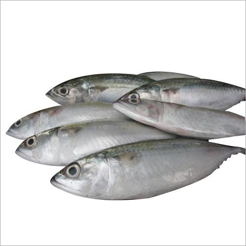 Fresh Sea Fish - Body Cut, Oil & Salt Preserved | Fresh Taste, High-Quality Seafood Delight