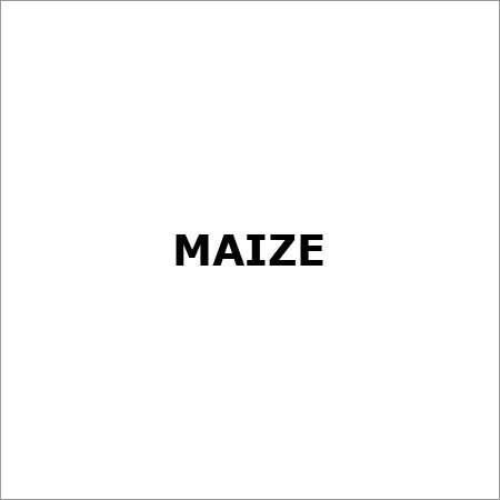 Maize .
