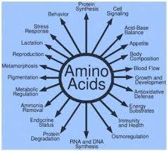 Amino Acid Therapy