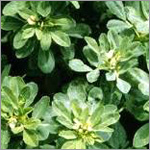 मेथी का अर्क