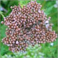 ग्रिफोनिया सिम्प्लिसिफोलिया एक्सट्रेक्ट