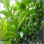 Gymnema Extract