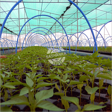 Tunnel Seedling Nursery