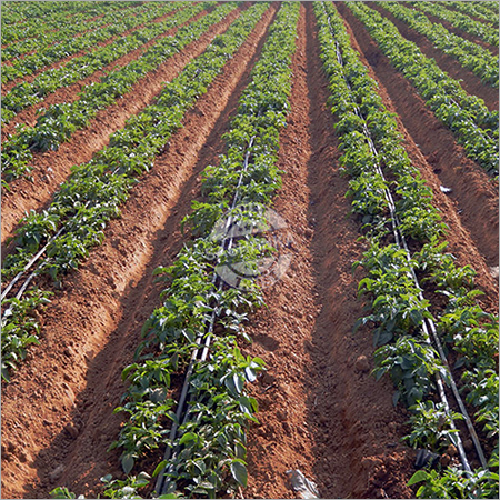 Drip Irrigation