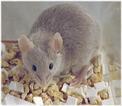 Brown Breeding & Lactating Mice Feed