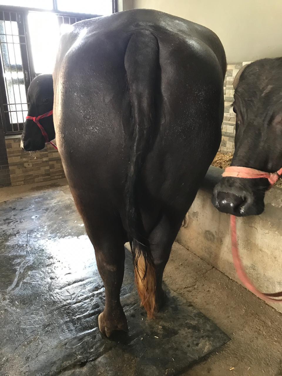 Murrah Female Buffalo - Color: Jet Black