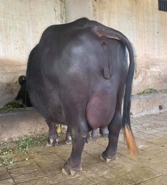 Murrah Female Buffalo - Color: Jet Black