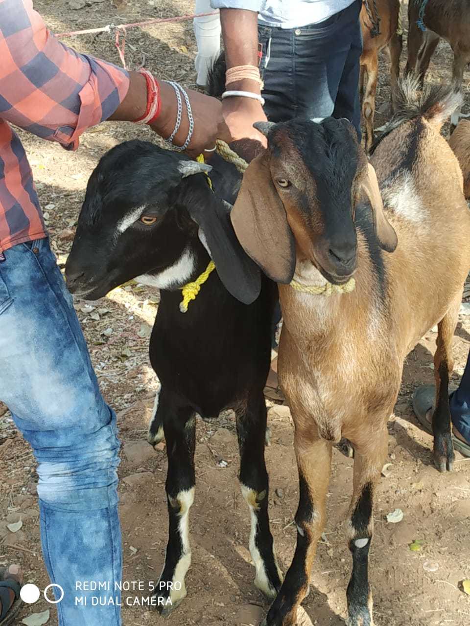 देशी बकरी