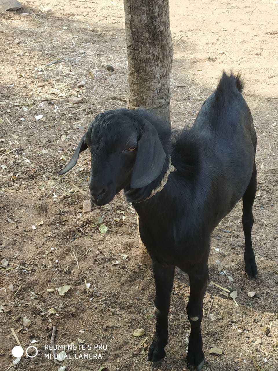 देशी बकरी