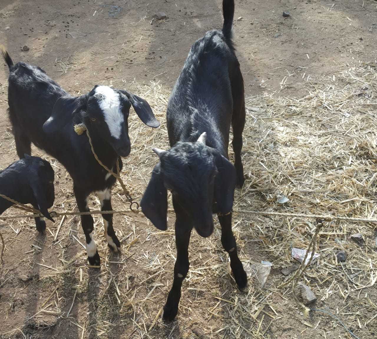 देशी बकरी