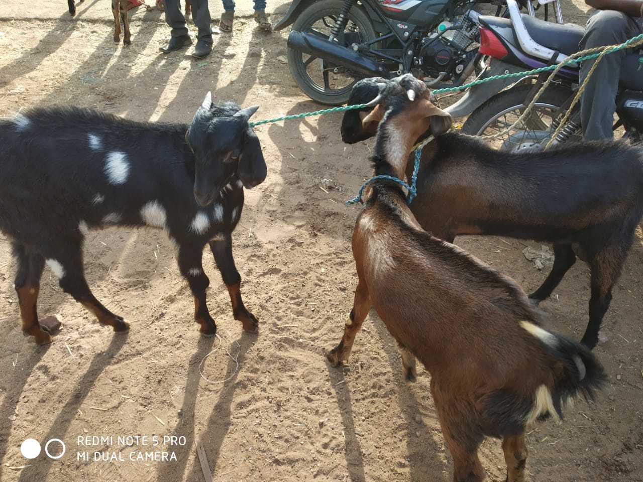 देशी बकरी