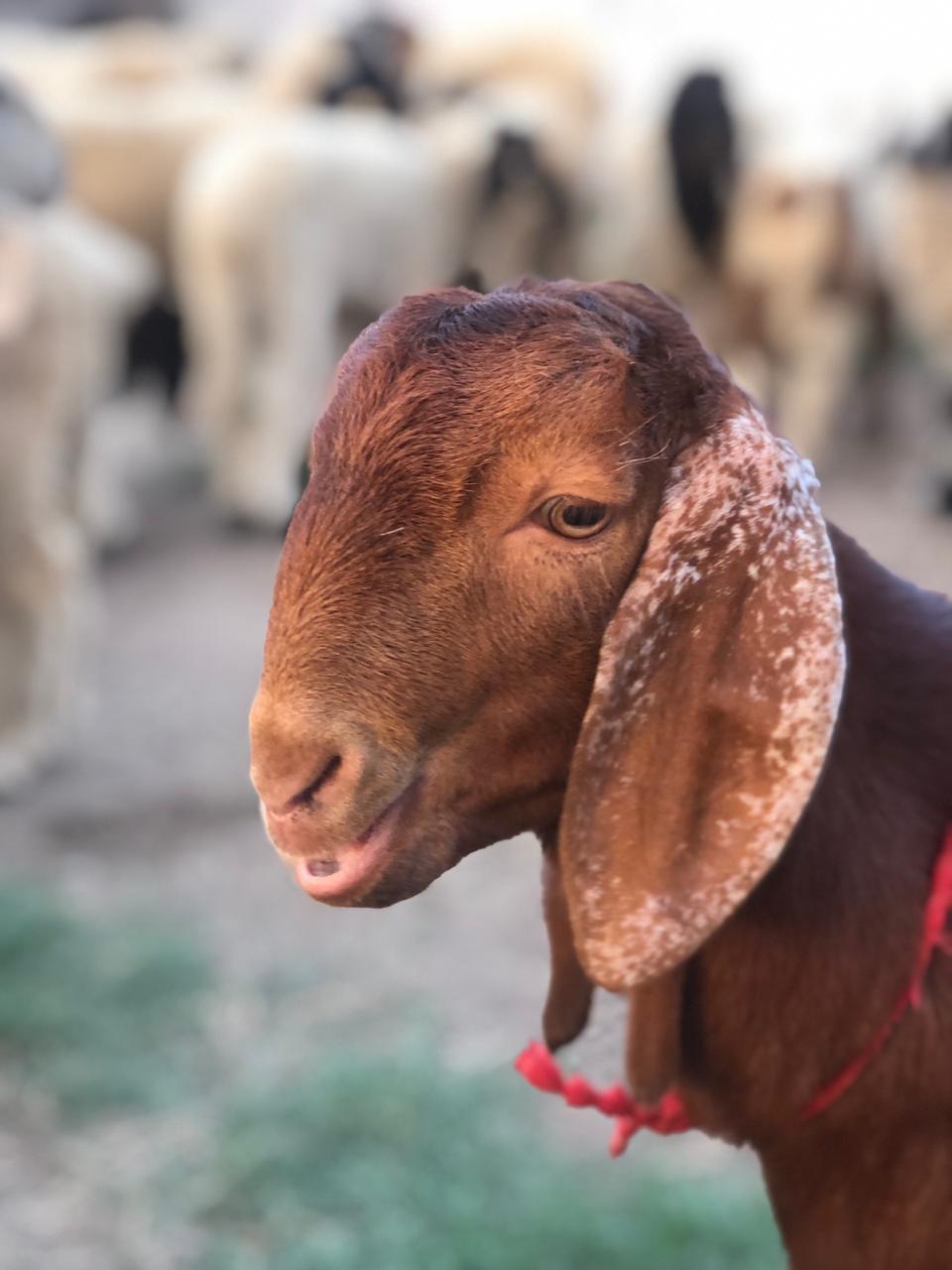 Mix Colour Sirohi Goat