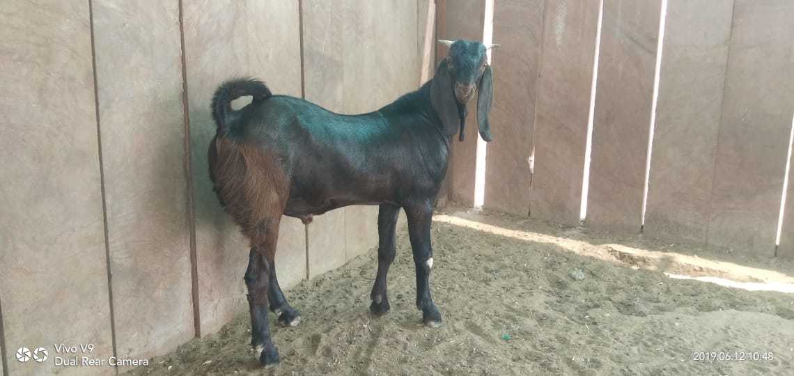 Mix Colour Sirohi Goat