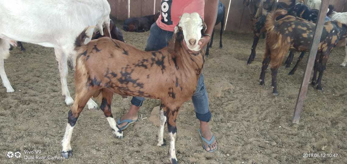 Mix Colour Sirohi Goat