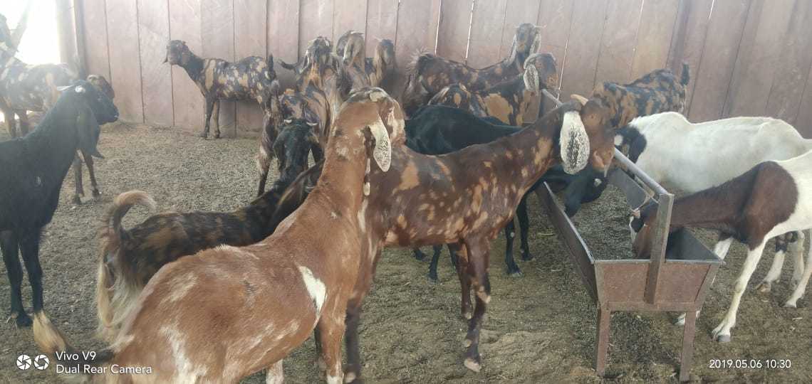 Mix Colour Sirohi Goat