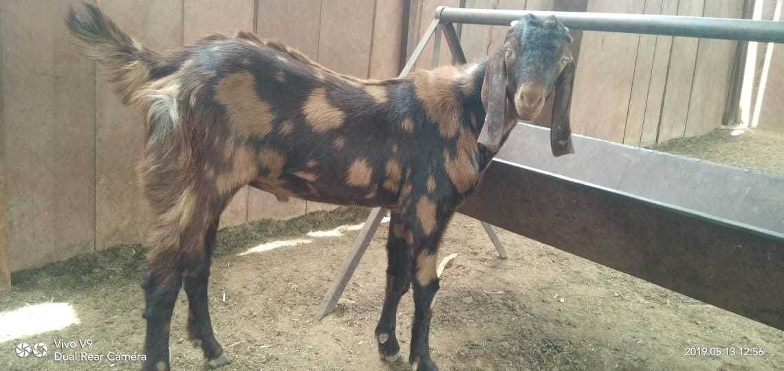 Mix Colour Sirohi Goat