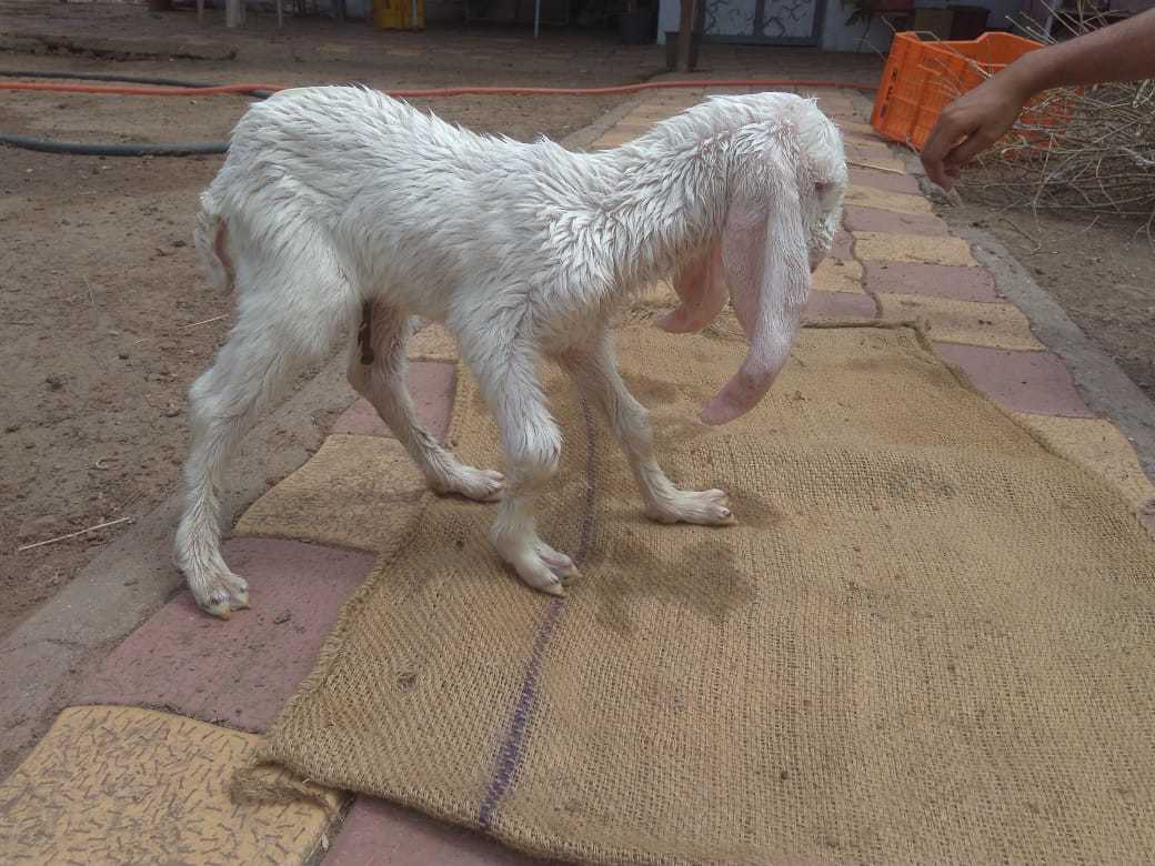 White/mix Sojat Goat
