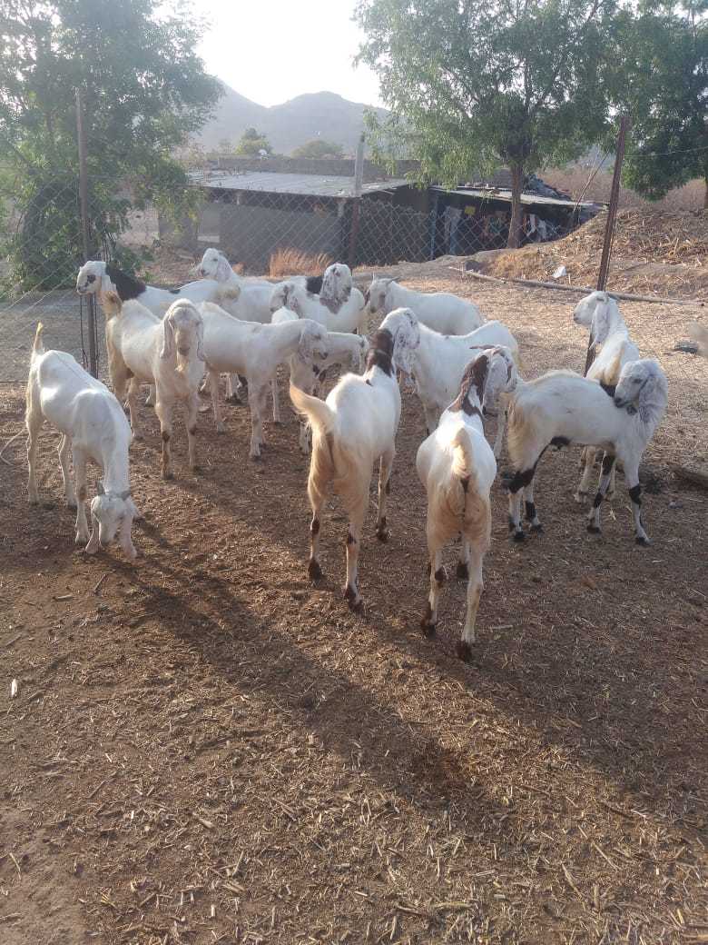 White/mix Sojat Goat